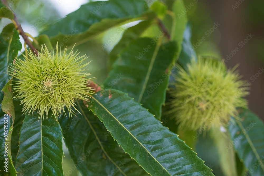 Close up of delicious sweet chestnuts on the tree in autumn Close up of delicious sweet chestnuts on the tree in autumn