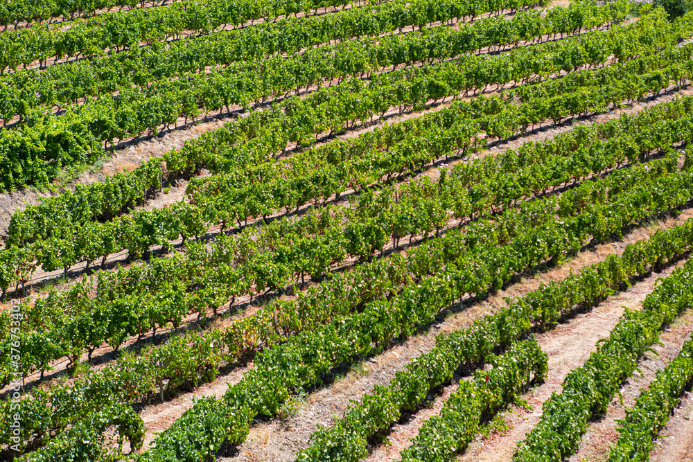 View of vineyards with vines, agricultural farm fields, typically Mediterranean landscape View of vineyards with vines, agricultural farm fields, typically Mediterranean landscape