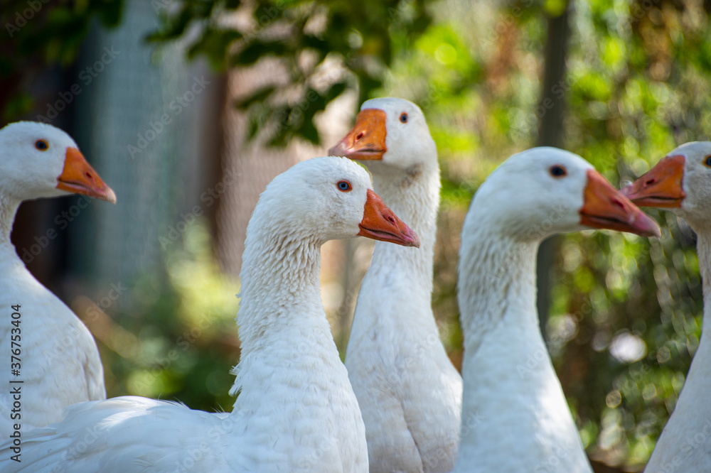 group of geese group of geese