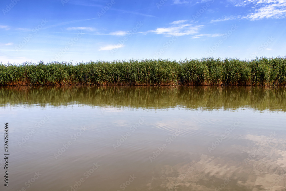 Beautiful calm lake with reeds on summer day