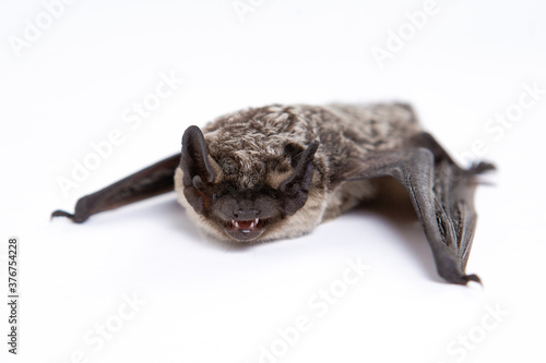 Parti-coloured bat on white background. Vespertilio murinus.