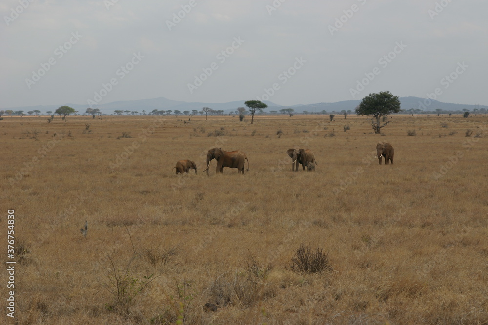 Kenya Kenya