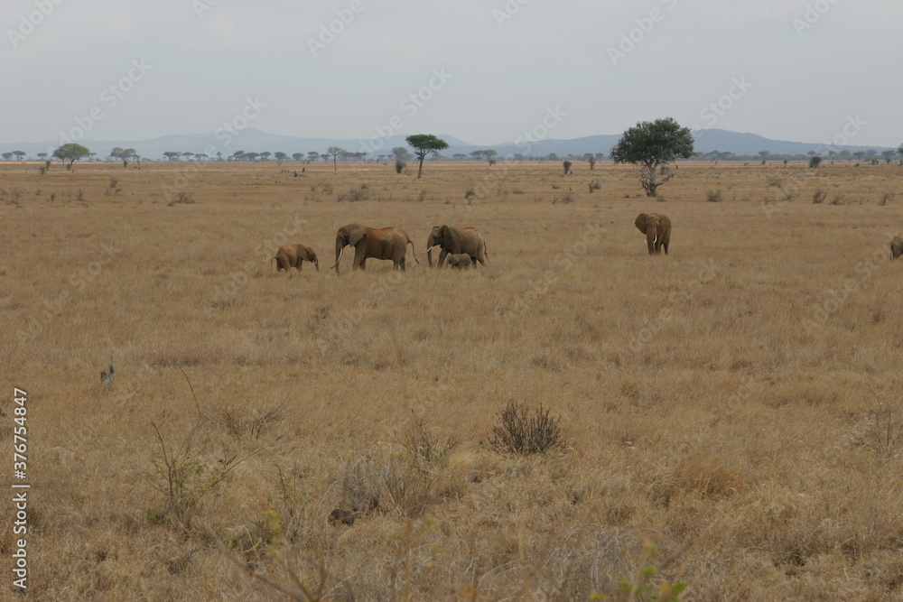 Kenya