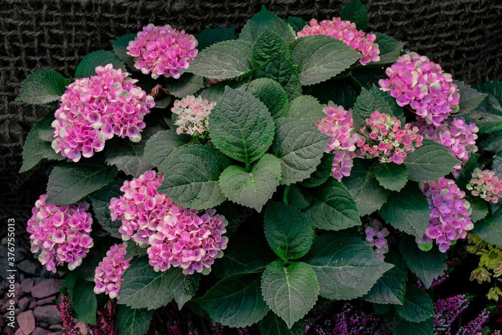 Blooming pink flowers hydrangea with dark green leaves Blooming pink flowers hydrangea with dark green leaves