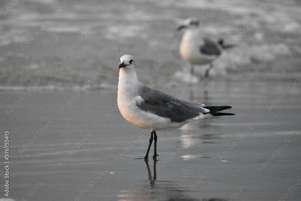 seagulls on the shore seagulls on the shore