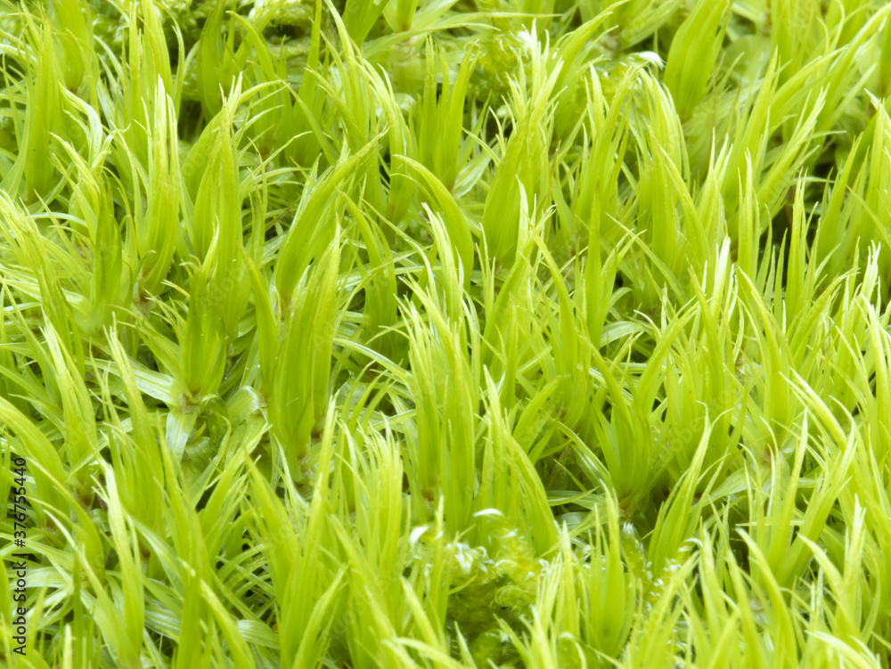 Texture from marko photo of moss