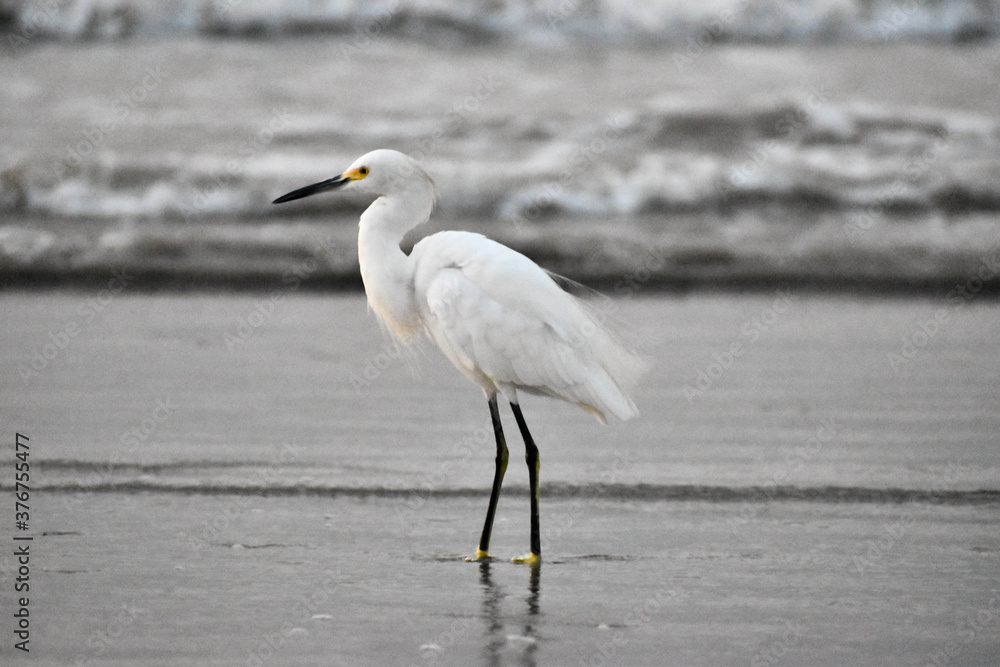 Obraz premium great white heron