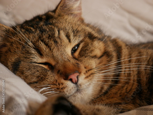 Tabby cat sleeping on a bed close up 