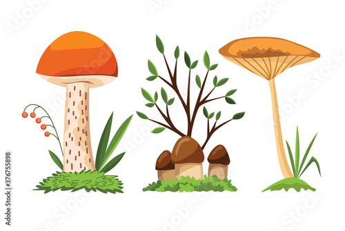 Mushroom and toadstool. Illustration of the different types of mushrooms on a white background. Colorful forest wild collection of assorted edible mushrooms and toadstools