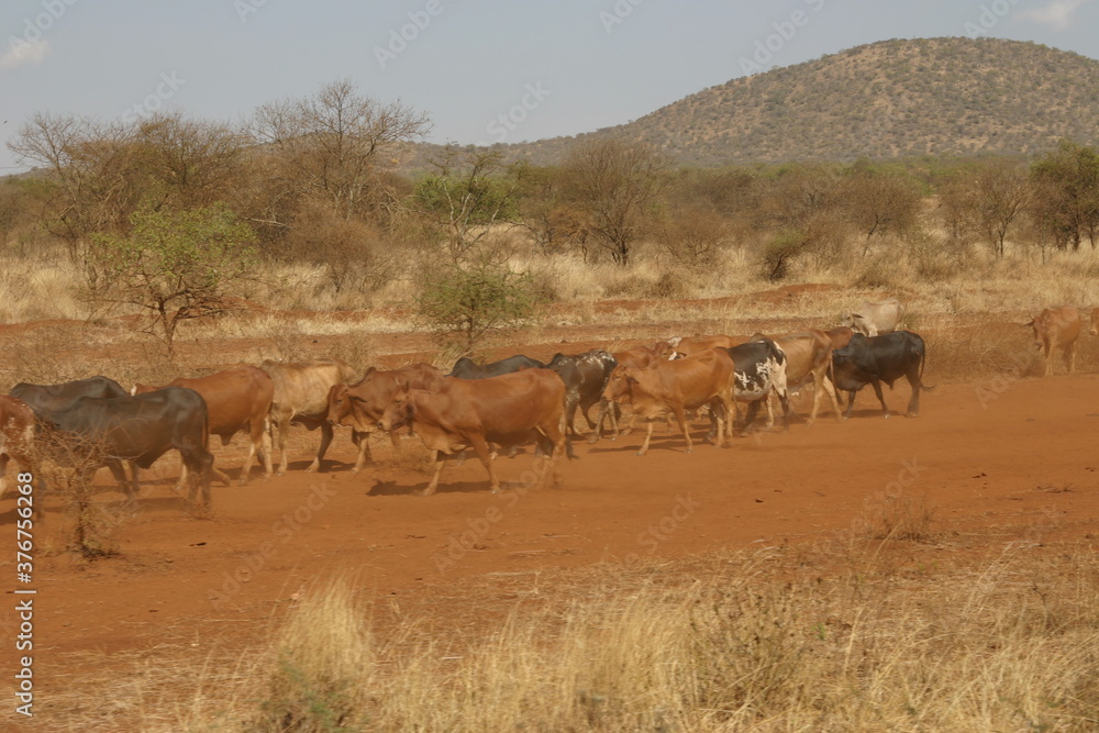 Kenya Kenya