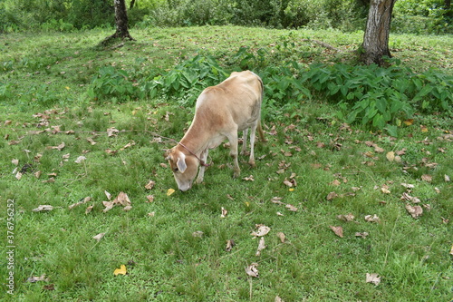 cow in the grass