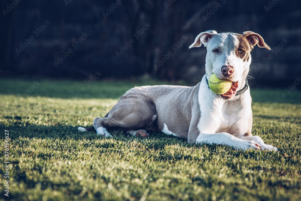 pitbull playing with a tennis ball in the backyard in a sunny day.