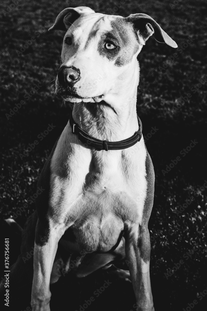 Muscular dog staring at the camera while being photographed Muscular dog staring at the camera while being photographed
