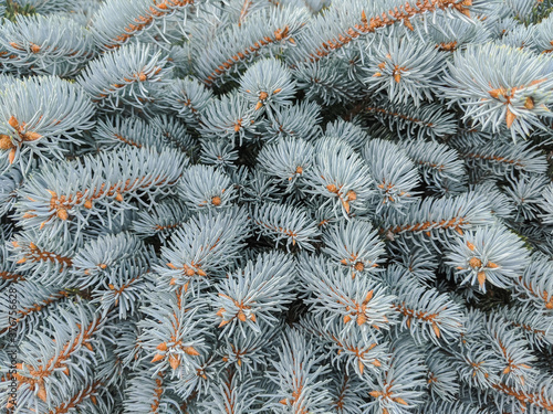 Blue spruce, green spruce. Shot of blue spruce branches for background