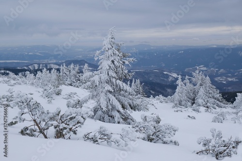 Beautiful winter mountain views during a snowshoe hike along the red ridge trail towards Velka Chochula Peak in the Low Tatras, Slovakia - frozen trees by the trail © Iwona