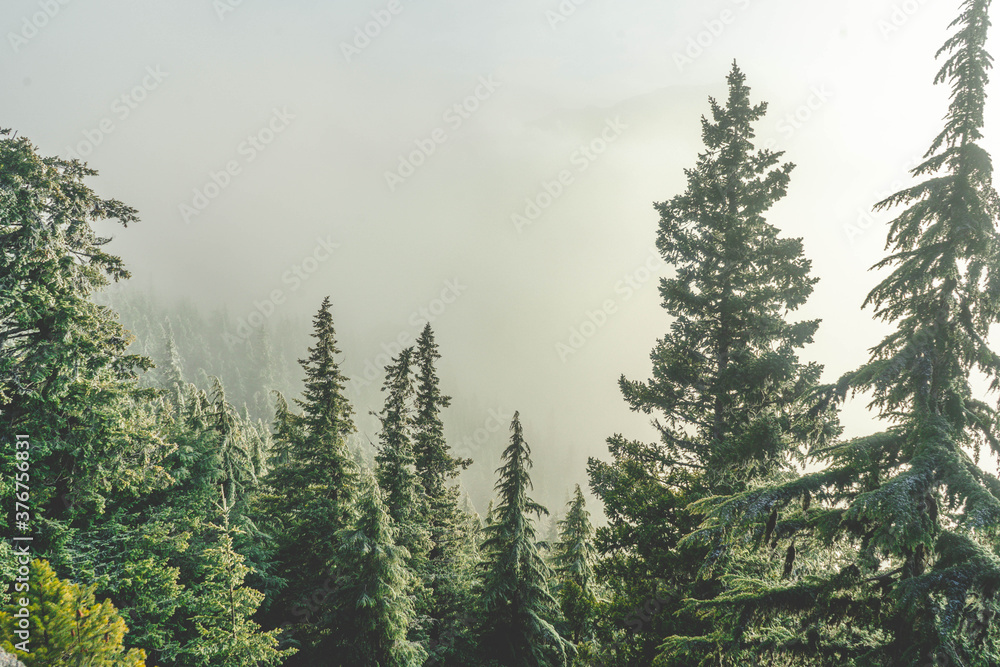 Fog surrounding trees on mountainside 