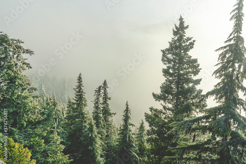 Obraz na płótnie Fog surrounding trees on mountainside