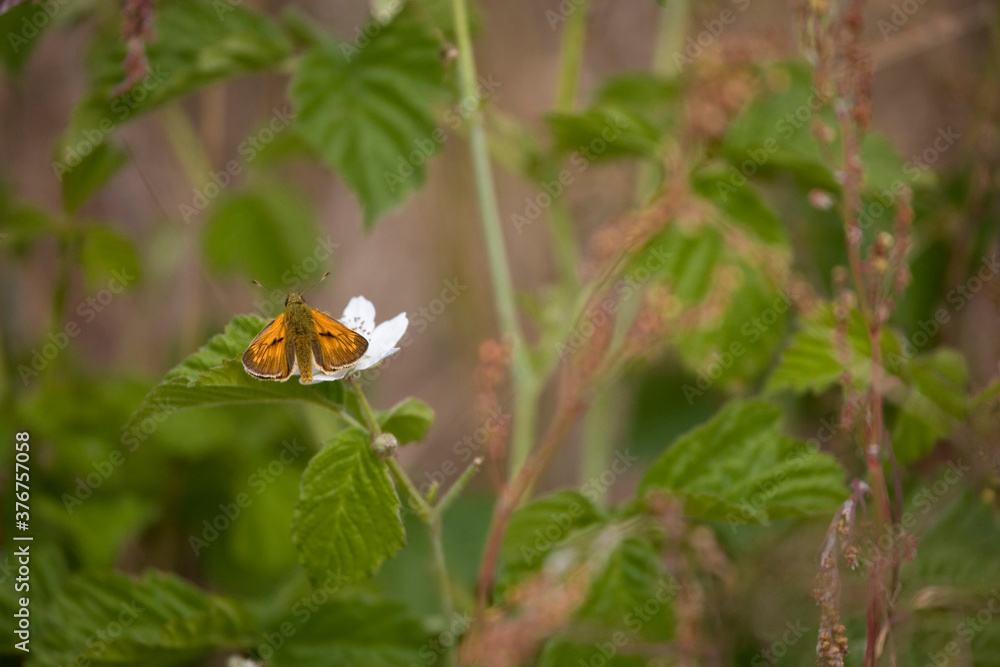 white butterfly on a flower on a warm summer day in the meadow white butterfly on a flower on a warm summer day in the meadow