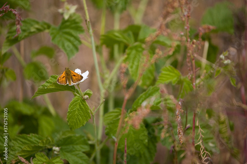 white butterfly on a flower on a warm summer day in the meadow