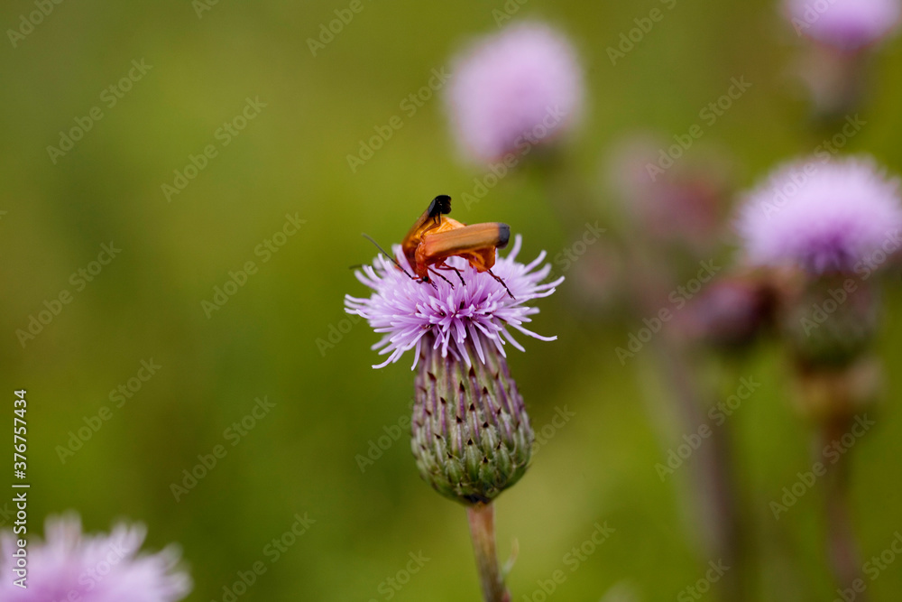 insect on a purple flower on a warm summer day in the meadow insect on a purple flower on a warm summer day in the meadow