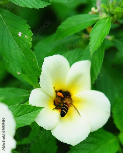 a flying bee perching on a white flower