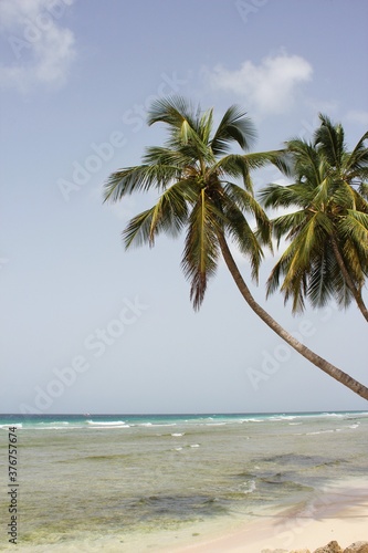 Fototapeta Naklejka Na Ścianę i Meble -  palm tree tropical beach background with copy space 