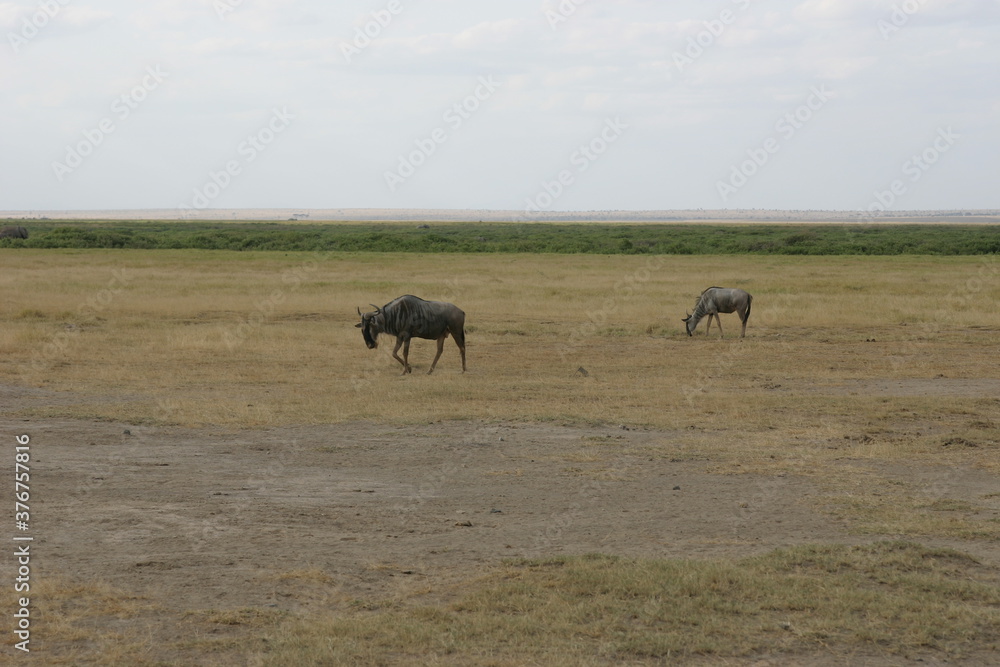 Kenya Kenya