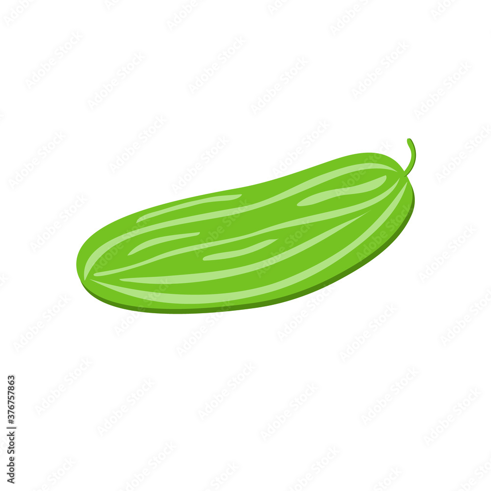 Ripe green cucumber on a white background. Vegetable. Illustration. Ripe green cucumber on a white background. Vegetable. Illustration.