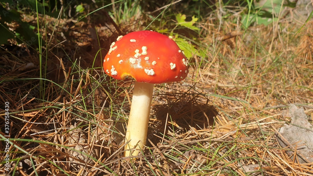 red toadstool mushroom growing in the forest red toadstool mushroom growing in the forest