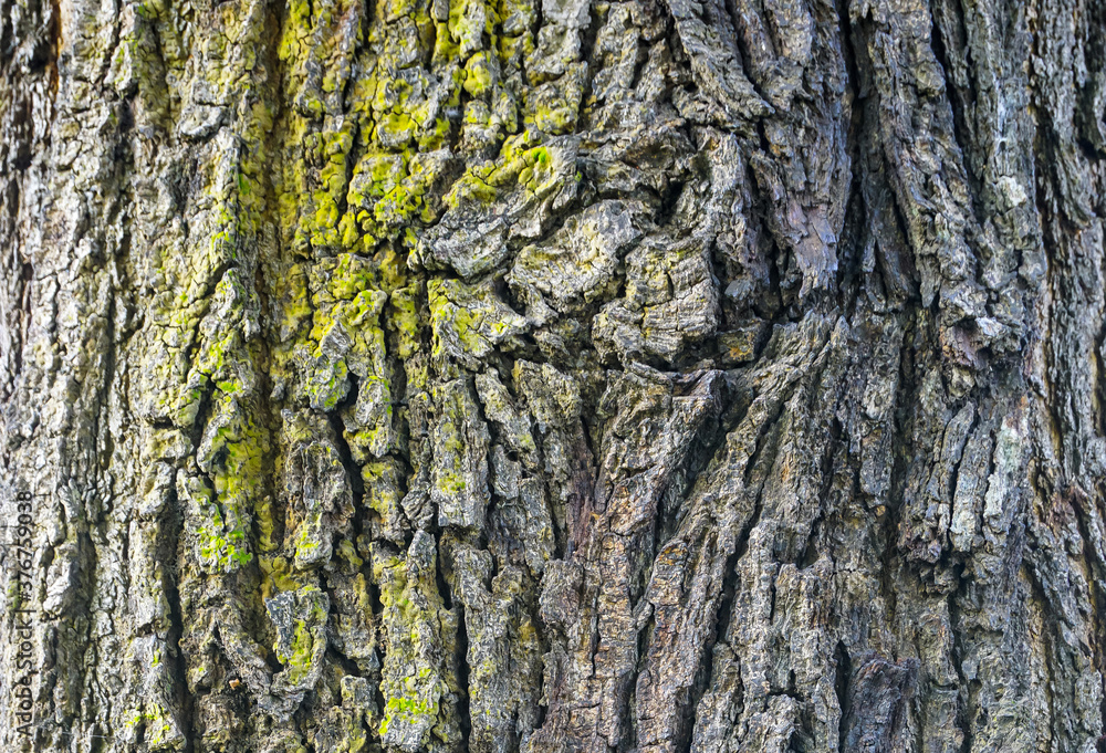 Obraz premium Old tree bark texture for background and pattern 