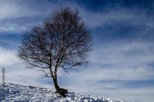 albero spoglio innevato photo