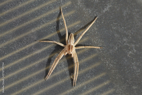 A young nursery web spider (Pisaura mirabilis) on a small solar panel. Family Pisauridae. Netherlands, October