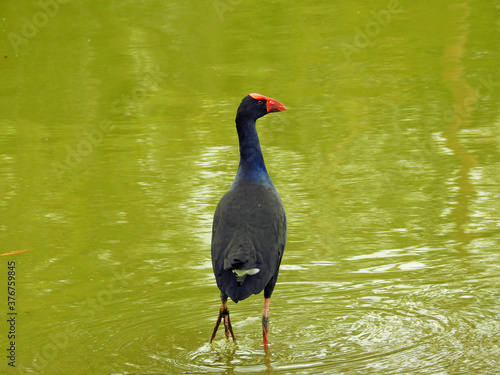 Australasian Swamphen photo