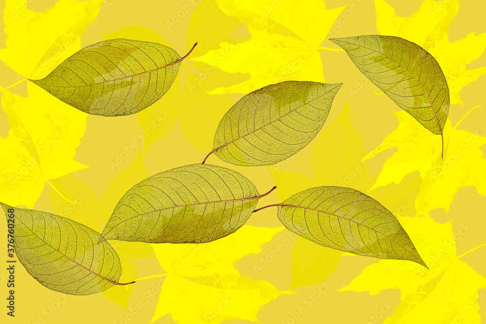 Abstract texture with autumn yellow leaves. Background	