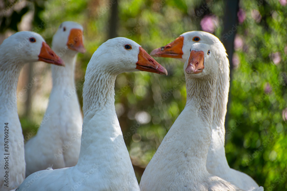 group of geese group of geese