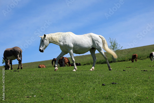 white horses waling on the meadow