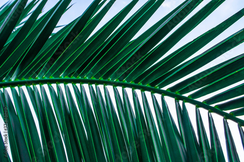 Palm leaf close up. Natural background. Copy space  wallpaper
