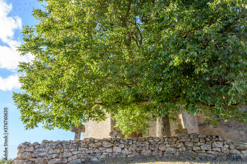 Large walnut tree next to the church of Urbel del Castillo, Burgos, Castilla y Leon, Spain photo