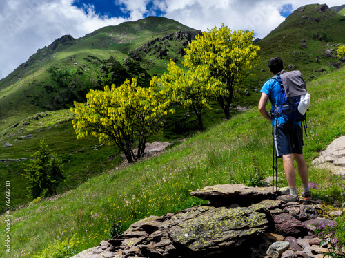 Hiker who admires the laburnum trees in 