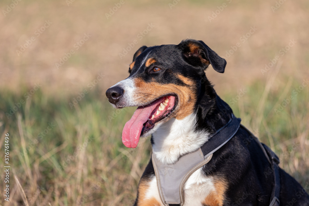 Appenzeller Sennenhund, dog outdoor portrait in field Appenzeller Sennenhund, dog outdoor portrait in field