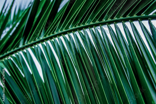 Palm leaf close up. Summer natural background. Poster design. Plant pattern  wallpaper  texture. Copy space