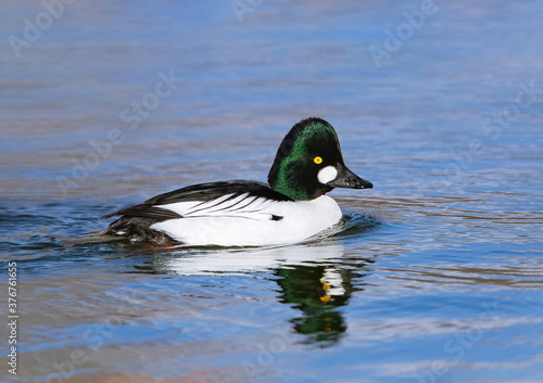 A beautiful Common Goldeneye with a tall, green, and expanded head crest viewed at close range. © Susan Hodgson