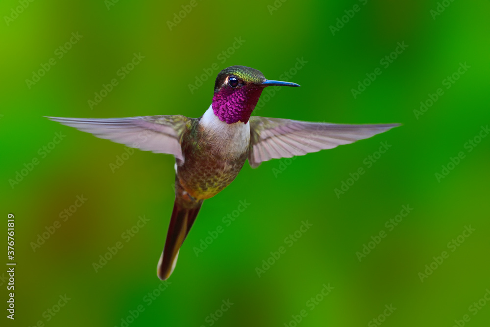 Fototapeta premium Magenta-throated Woodstar Hummingbird unoszący się - Ekwador