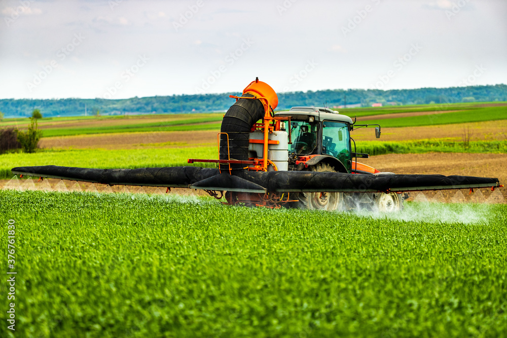 Fototapeta premium Farmer in tractor spraying green wheat field