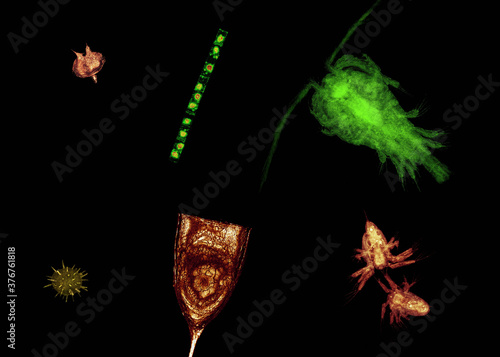 Microscopic view of plankton