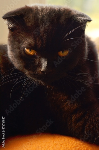 Chocolate Black scottish fold cat portrait photo