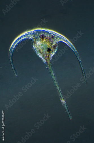 Microscopic view of dinoflagellate photo