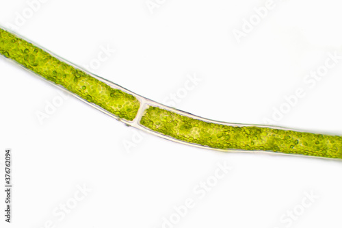 Microscopic view of green algae photo