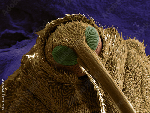 Close up of snout beetle photo