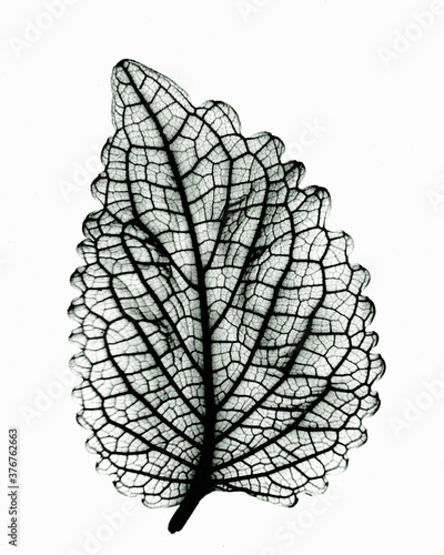 Image of coleus leaf photo